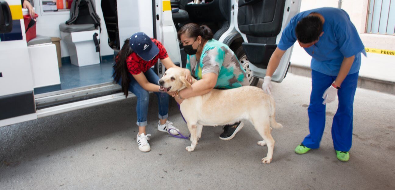 La jornada de vacunación antirrábica implementada a través del programa Ambudog, concluyó con la aplicación de 7 mil dosis a canes y felinos.