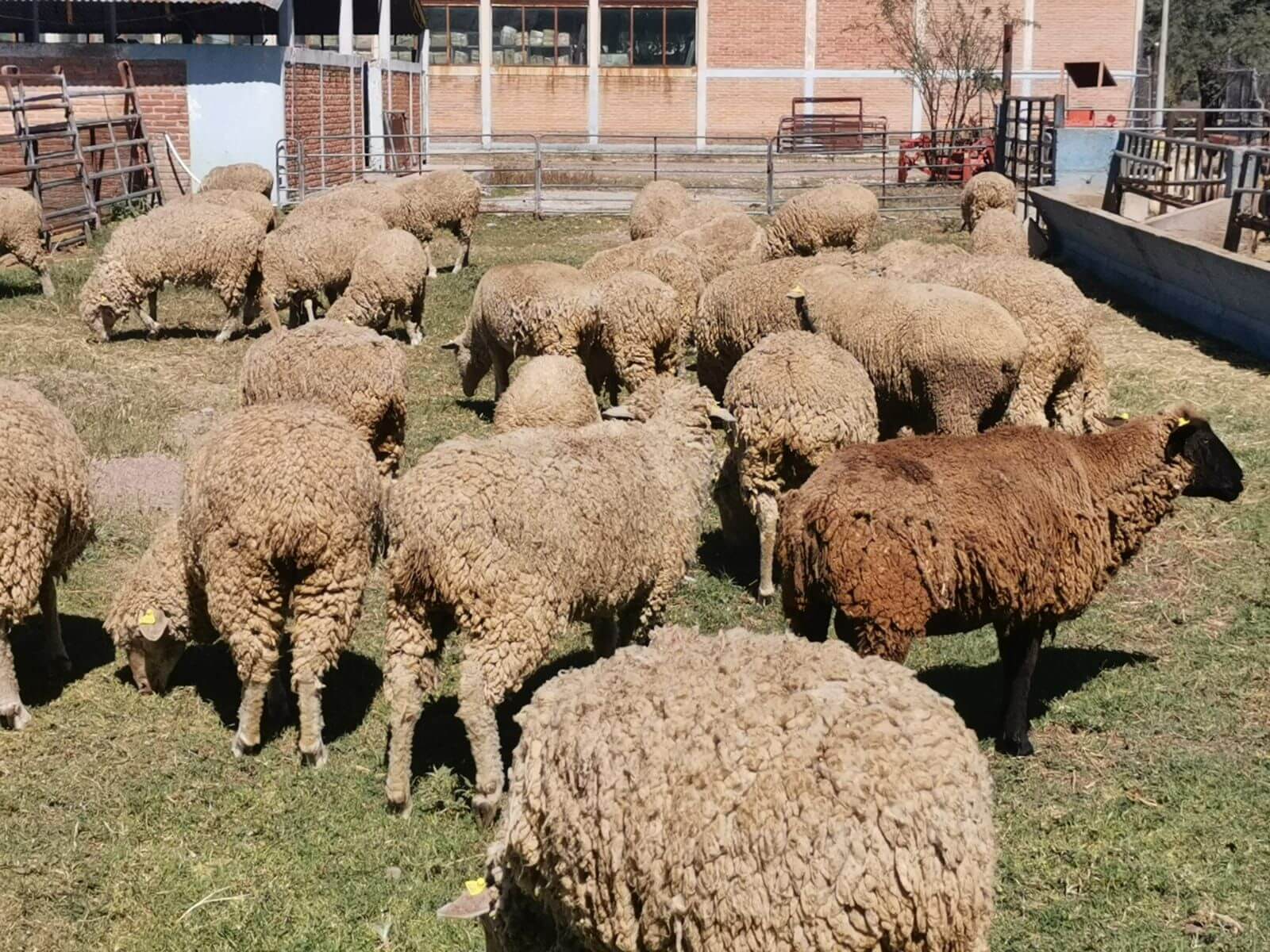 Se detectó en la Unidad de Vida Silvestre del Parque que, tras años de abandono, los borregos tenían malformaciones, desnutrición y enfermedades.