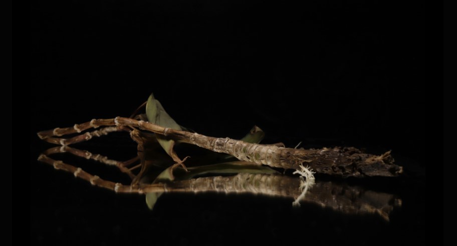 La exposición es una representación del talento fotográfico en San Luis Potosí y la diversidad creativa de los fotógrafos locales.