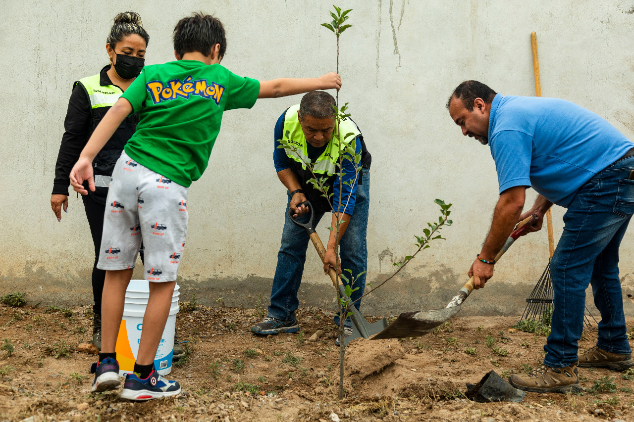 La Coordinación de Ecología de Soledad ha sembrado más de cinco mil 500 árboles