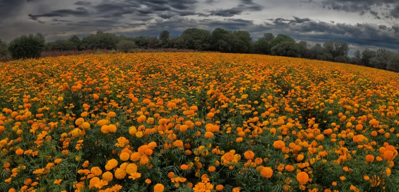 Productores de flor de cempasúchil han comenzado con la exportación de flor de muerto cultivada en tierras soledenses