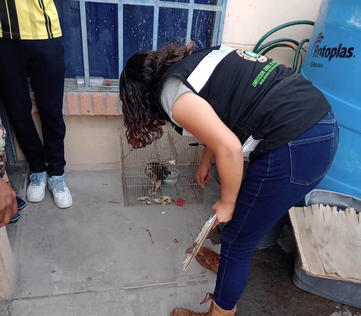 PROTECCIÓN CIVIL DE SOLEDAD RESCATA Y RESGUARDA ÁGUILA, EN COLONIA LA SIERRA