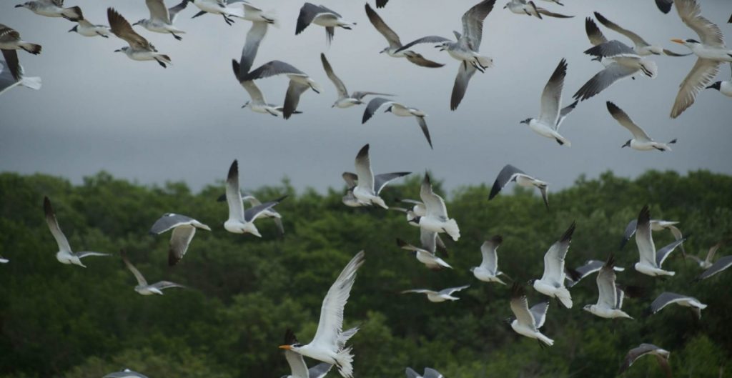 Semarnat decreta 13 nuevas Áreas Naturales Protegidas