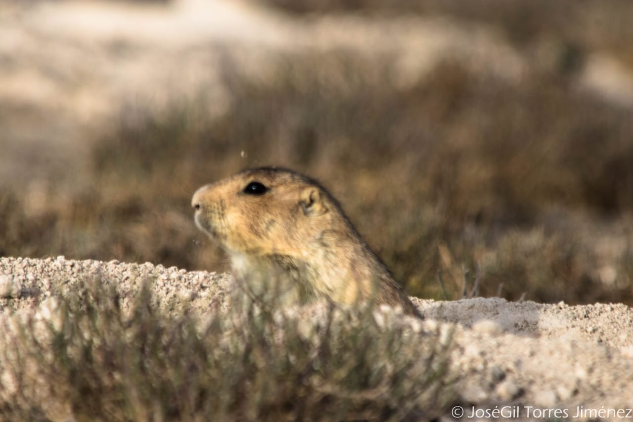 SLP ya despegó en preservación de la vida silvestre y el rescate de ecosistemas, con la reintroducción del Perrito de la Pradera en Vanegas