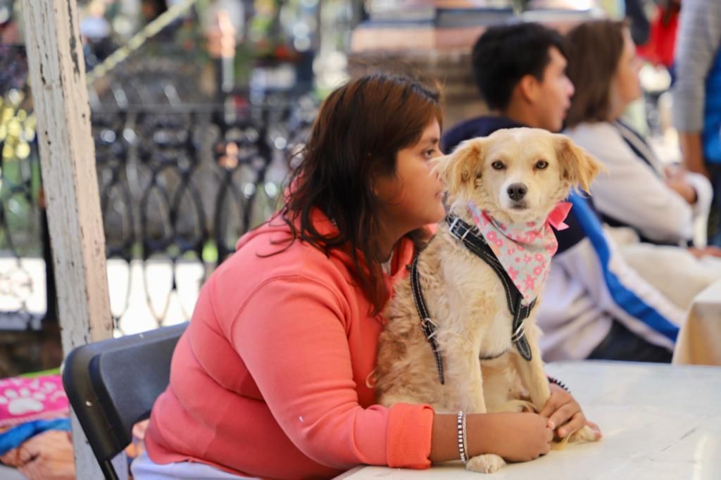 Se han realizado cinco Festivales de Adopción Canina y Felina, con un gran interés y asistencia por parte de la población potosina.