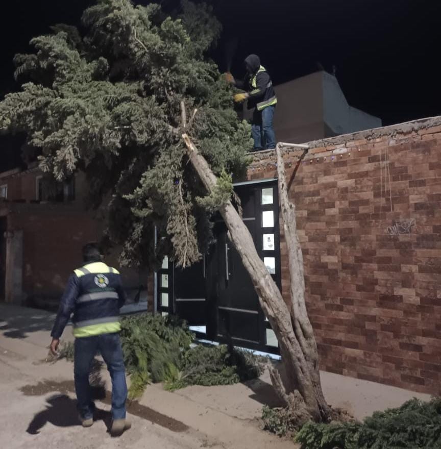 La corporación de rescate atendió 16 reportes de árboles caídos en diferentes puntos de la localidad, sin que estos afectarán el patrimonio e integridad de las y los soledenses.