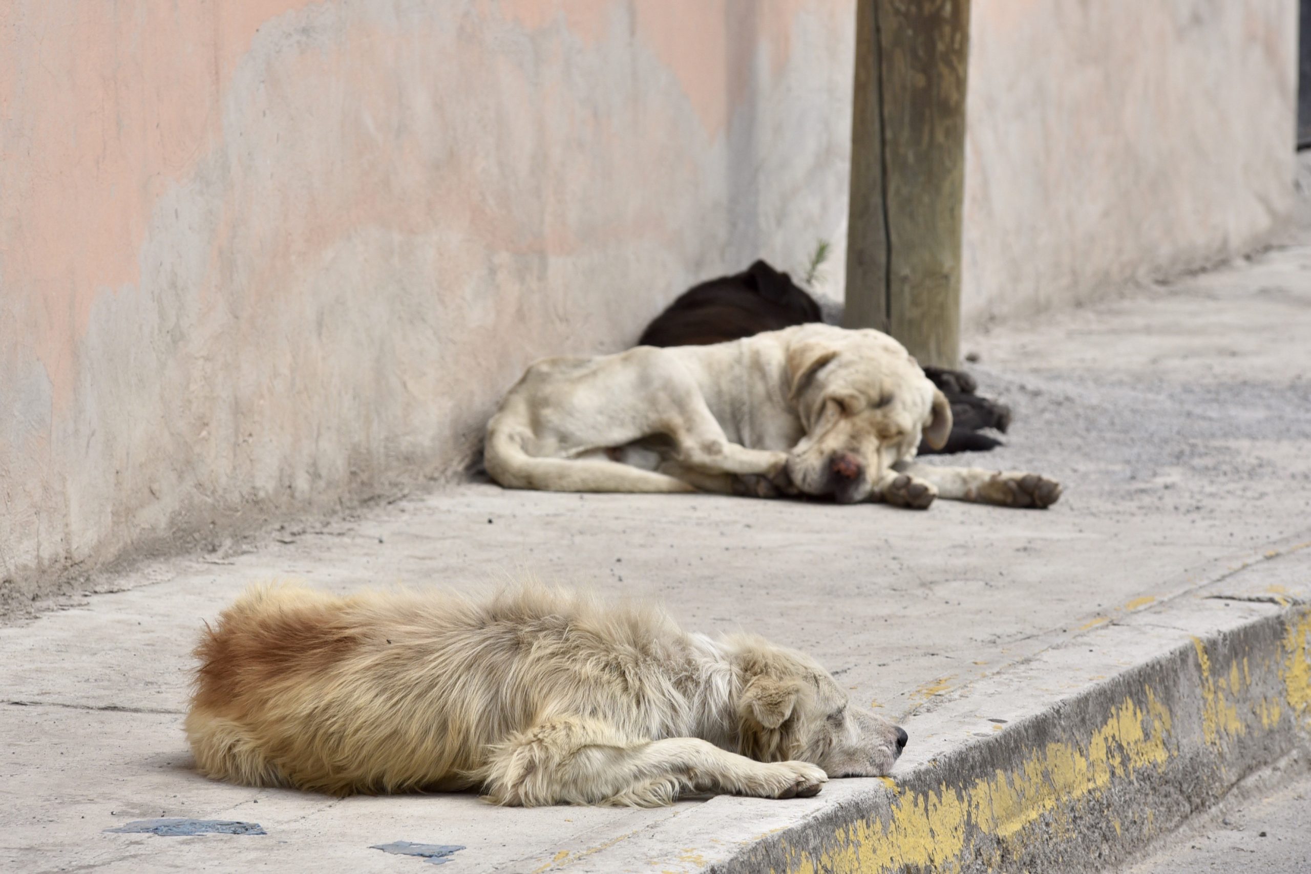 Se aperturaron dos carpetas de investigación para dar con los presuntos responsables del cruel asesinato de un perrito con pólvora