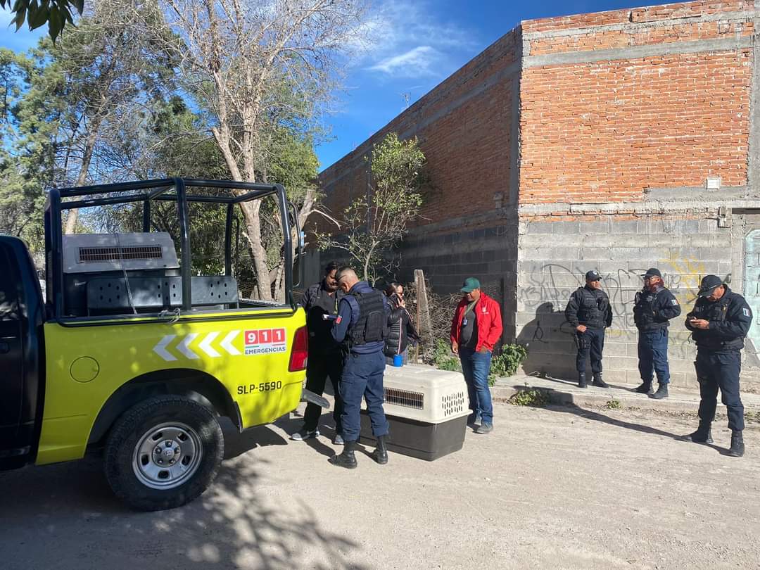 Los reportes de maltrato animal continúan en San Luis Potosí, este martes se registró el hallazgo de un canino en la colonia Los Limones