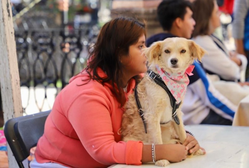 Centro Integral para el Bienestar Animal, iniciará la campaña de esterilización de perros y gatos rescatados y en proceso de adopción