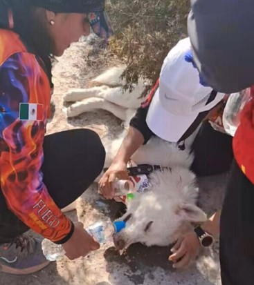 Abandonan a Perrito con Golpe de Calor en Carrera de SLP