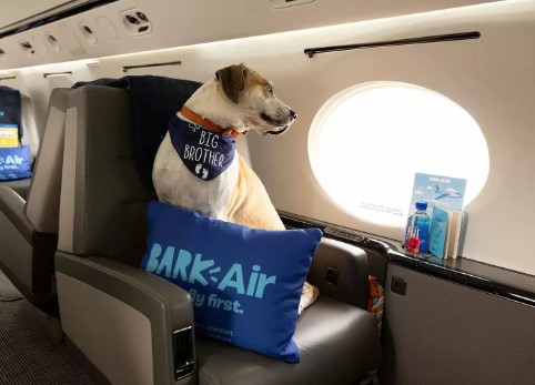 BARK Air: La primera aerolínea exclusiva para perros