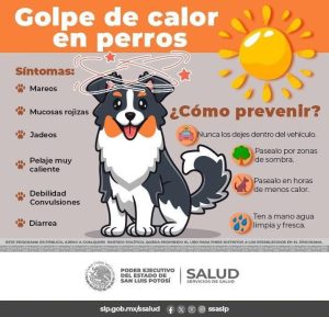 Gobierno municipal difunde recomendaciones para evitar golpe de calor en mascotas