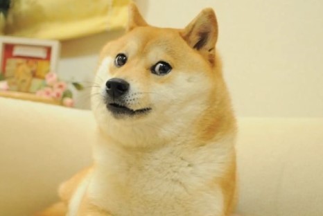 Kabosu, la famosa shiba inu detrás de los memes "doge" y el rostro de Dogecoin, ha muerto a los 18 años.