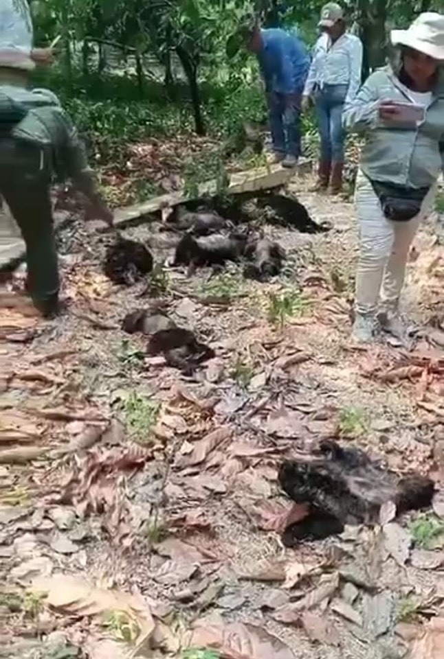 Primero fueron loros, ahora varios monos aparecen sin vida por ola de calor