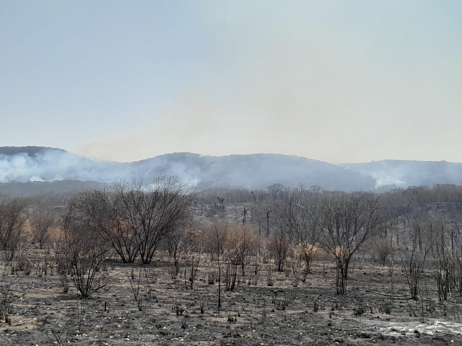 Tres helicópteros y brigadistas combaten incendio forestal en Valles