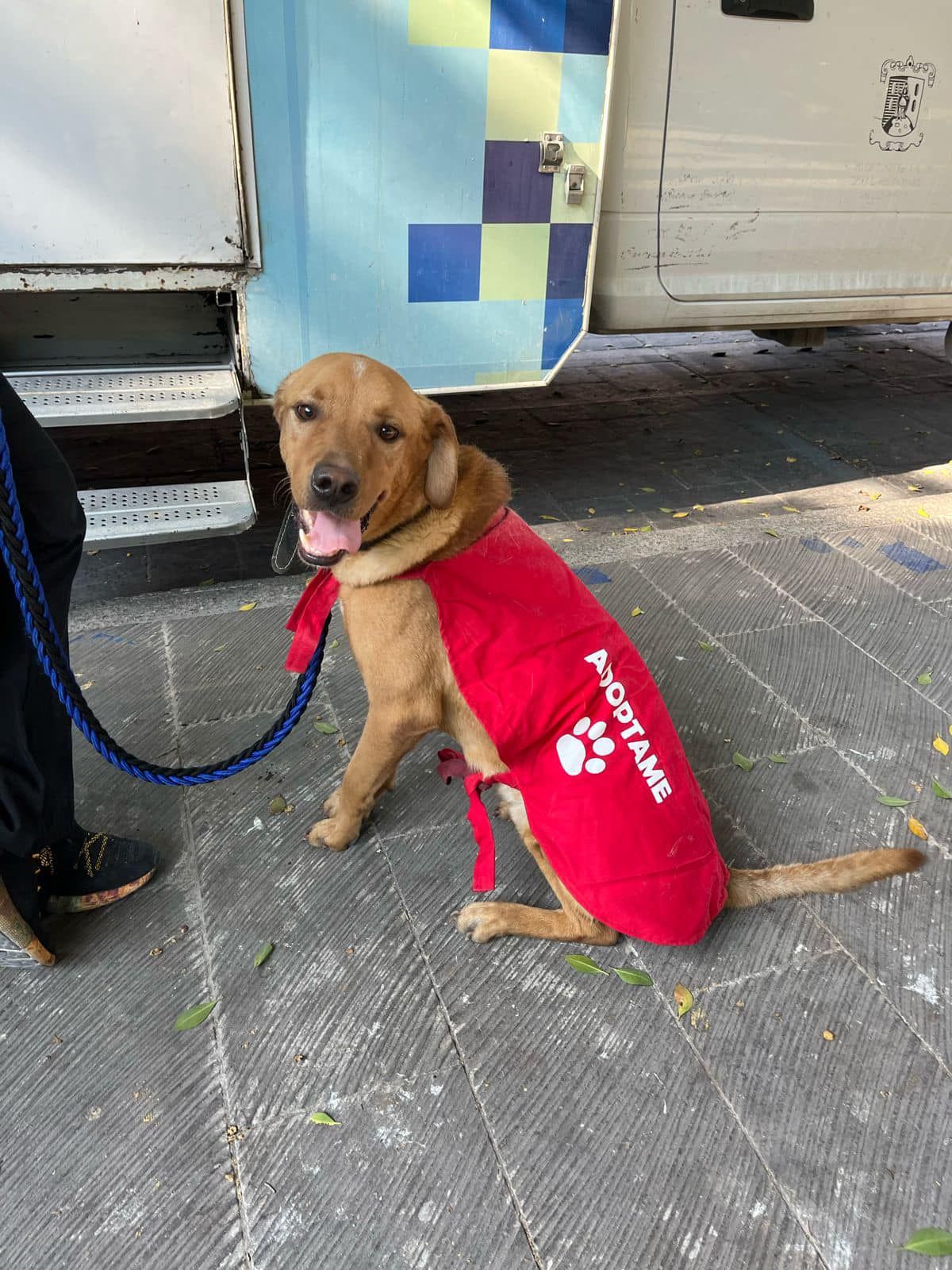 Bienestar Animal Municipal te da recomendaciones para prevenir que tus peludos sufran por inclemente calor