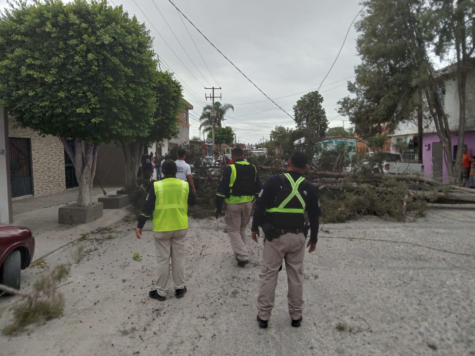 Gobierno de la Capital refuerza las atenciones por árboles caídos a causa de las lluvias