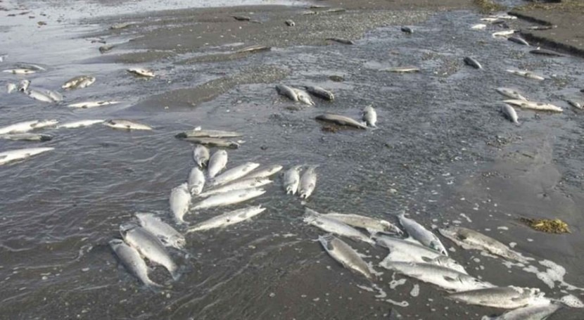 Grave sequía provoca muerte masiva de peces en laguna de Chihuahua