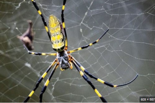 La Araña Joro “Amenaza” a Norteamérica: Invasión en Nueva York y Nueva Jersey Este Verano