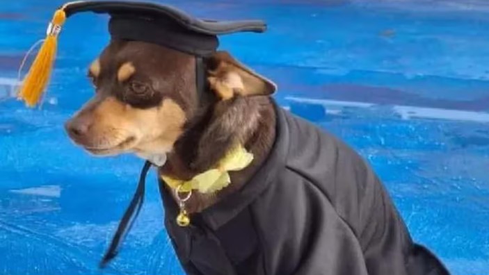 "Canelo", el Perrito Callejero que se Graduó en Celaya