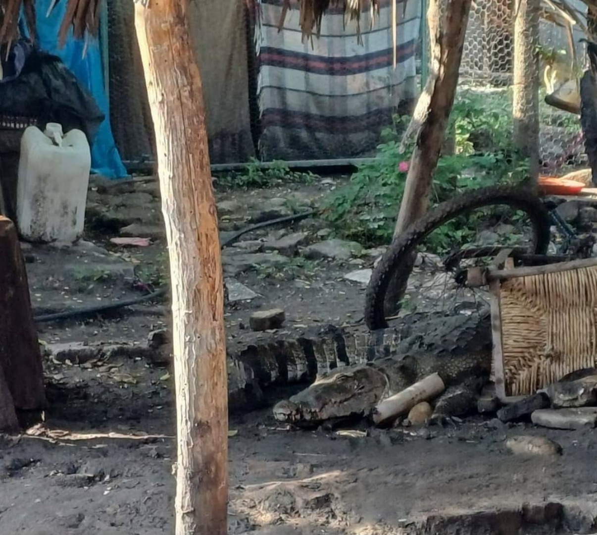 🐊🚨 ¡Increíble suceso en Tanlajas! Un cocodrilo de dos metros fue capturado en el patio de una vivienda. ¿Qué opinas sobre esta situación? #CocodriloSLP #Tanlajas