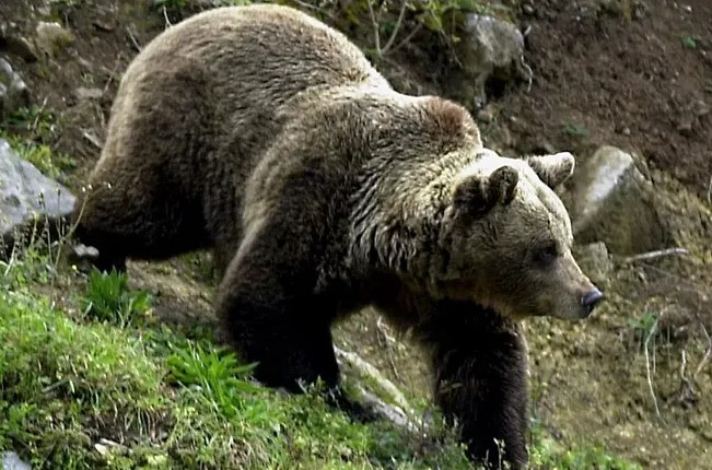 Una joven de 19 años perdió la vida tras ser atacada por un oso durante una ruta de senderismo.