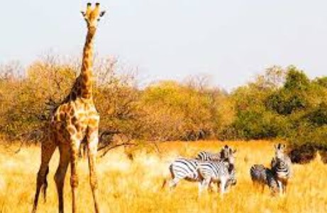 Namibia implementa plan polémico para combatir la sequía: sacrificarán 723 animales salvajes