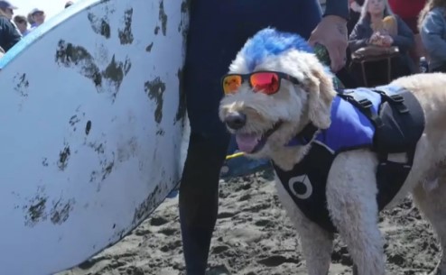 Surfistas de cuatro patas conquistan las olas en el Campeonato Mundial de Surf para Perros 2024