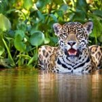 Colombia Enfrenta una Crisis de Conservación del Jaguar: Urge Conectar Hábitats para Evitar la Extinción