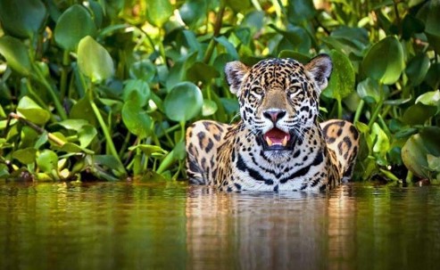 Colombia Enfrenta una Crisis de Conservación del Jaguar: Urge Conectar Hábitats para Evitar la Extinción