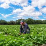 Gobierno de Soledad inicia registro de beneficiarios de apoyos agropecuarios