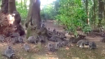 Mujer es asediada por 100 mapaches en su casa tras años alimentándolos en EE.UU.