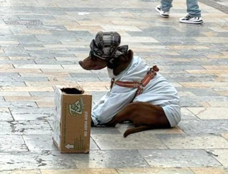 Rescatan a Max: Perrito Forzado a Simular Estatua para Recaudar Dinero en Bogotá