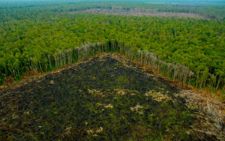 Deforestación en la Amazonía brasileña disminuye un 30,6% en el último año: avance histórico en la lucha contra el cambio climático