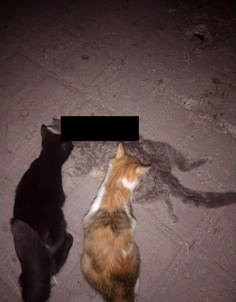 Denuncia ciudadana: Niños con indicios de violencia matan a gato en colonia de Ciudad 2000