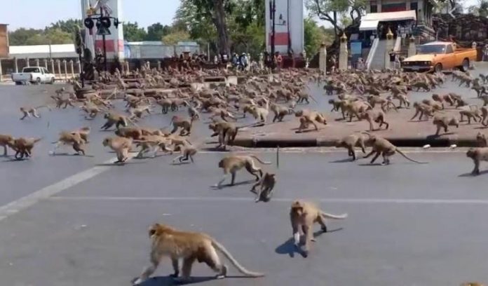 ¡Como en Jumanji! 200 monos desatan el pánico y fuerzan a la policía a refugiarse