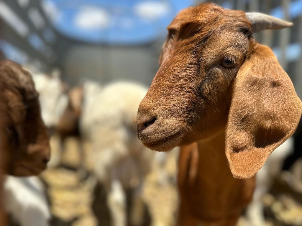 Con 26 mil pacas de forraje el Gobierno Municipal impulsó la producción pecuaria en la zona rural del municipio