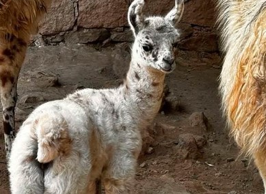 "Copito de Nieve" alegra la Navidad en el Zoológico de Mexquitic