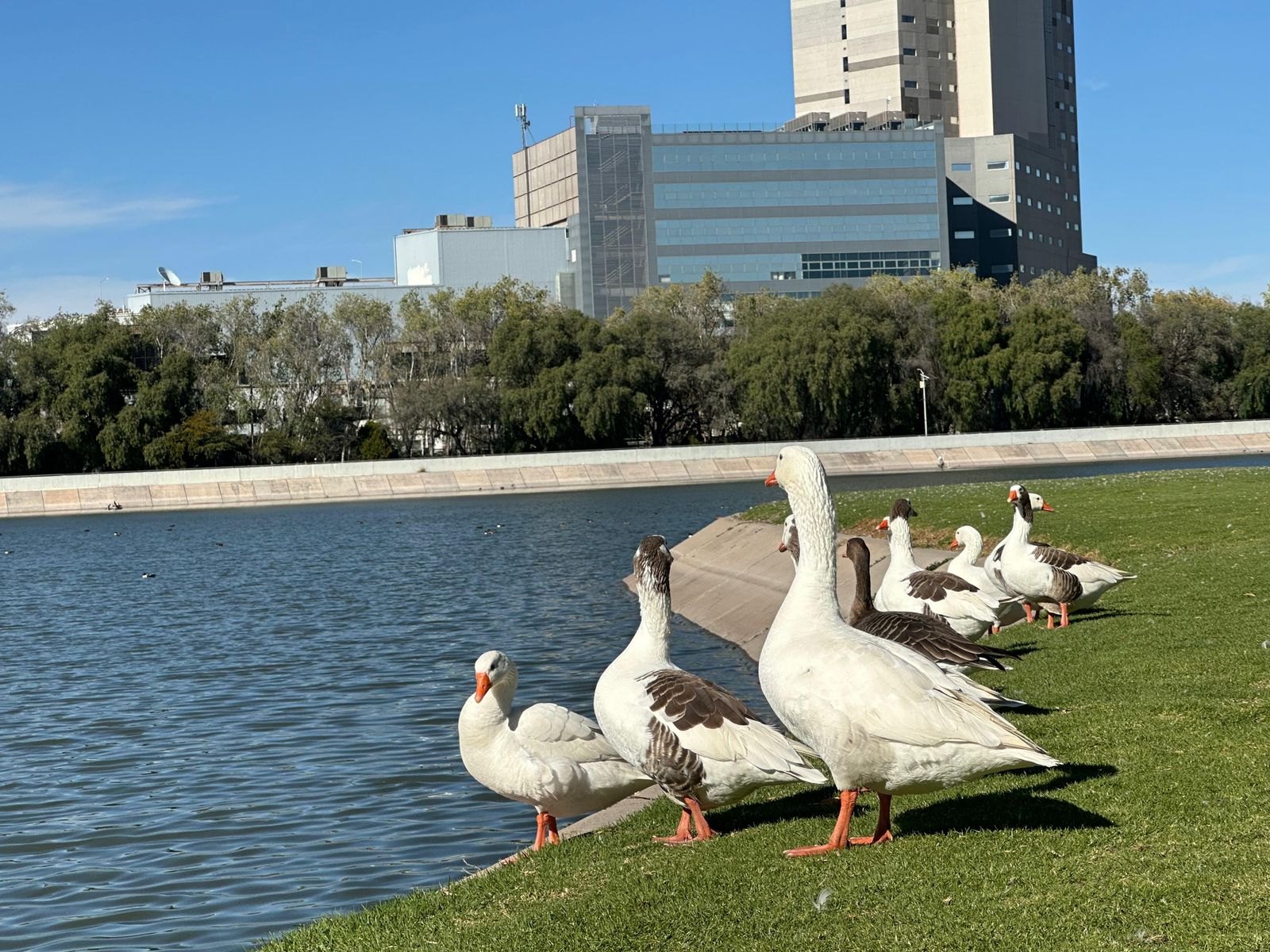 Parques Tangamanga: espacios seguros para la fauna silvestre y migratoria