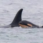 Tahlequah, la orca que conmovió al mundo, celebra un nuevo nacimiento