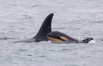 Tahlequah, la orca que conmovió al mundo, celebra un nuevo nacimiento