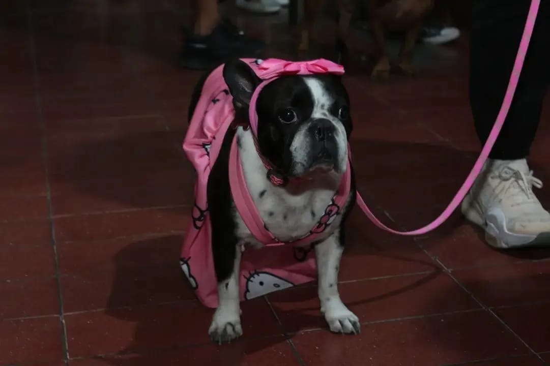 Función Pet Friendly de “Flow” en Cineteca Alameda