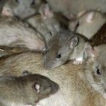 Houston enfrenta una invasión de ratas en almacén de drogas confiscadas