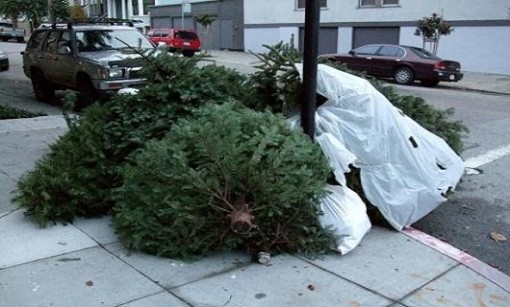 Pinos de navidad naturales pueden ser plantados o reciclados como composta: investigador de la UASLP 