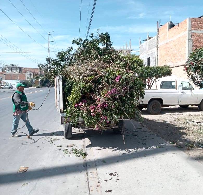 Soledad de Graciano Sánchez refuerza acciones de poda y limpieza para proteger a las y los soledenses