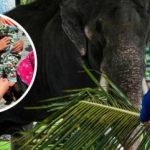 Tragedia en Tailandia: estudiante española muere atacada por un elefante en un santuario